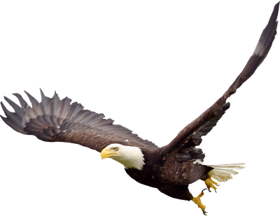 Eagle